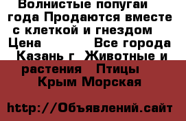 Волнистые попугаи, 2 года.Продаются вместе с клеткой и гнездом. › Цена ­ 2 800 - Все города, Казань г. Животные и растения » Птицы   . Крым,Морская